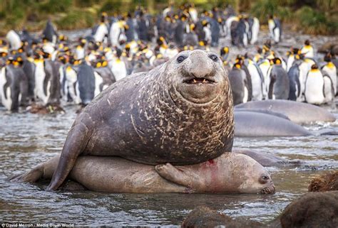 Four-tonne elephant seal indulges in some very heavy petting | Elephant ...