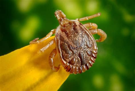 South Florida Tick Season | Pest Busterzz