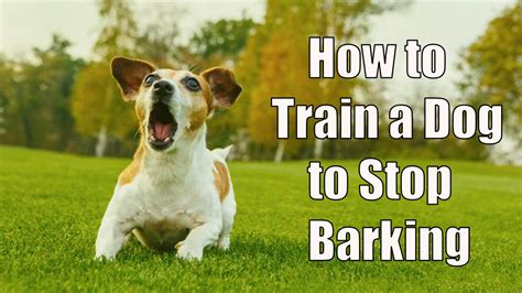 How to Train a Dog to Stop Barking - Let's Know it!! - Dog Show TV