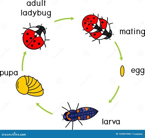 Life Cycle Ladybug Sequence Stages Development Ladybug Egg Adult Insect ...