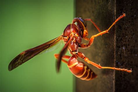 red wasp | Red Wasp | Photo of the Day | 75Central Photography | Red ...