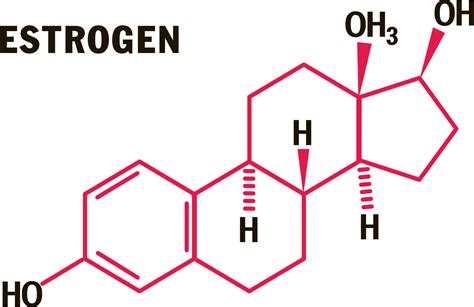 Estrogen Molecule