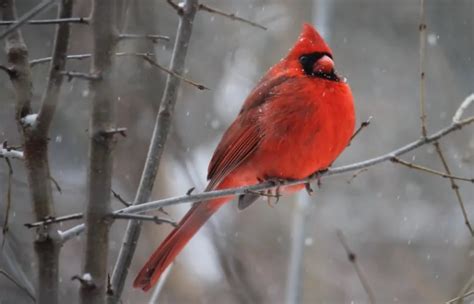 Illinois State Bird: Pictures and Fun Facts I TheBirdPedia