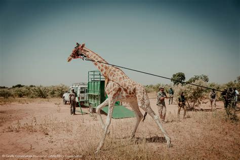 West African giraffe conservation success in Niger after daring ...