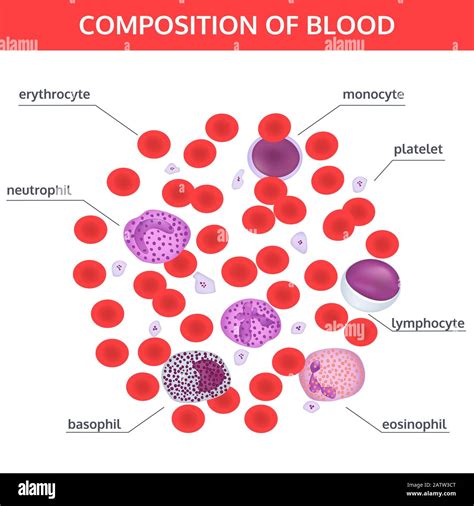 White Blood Cells Under Microscope Labeled