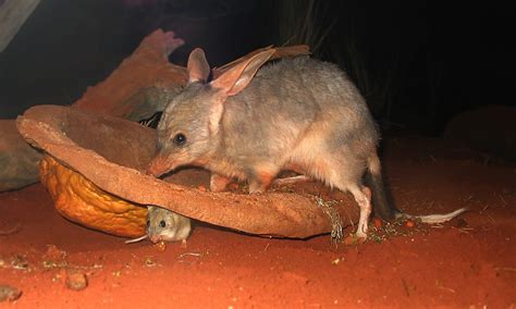 Greater Bilby - Australian adaptations