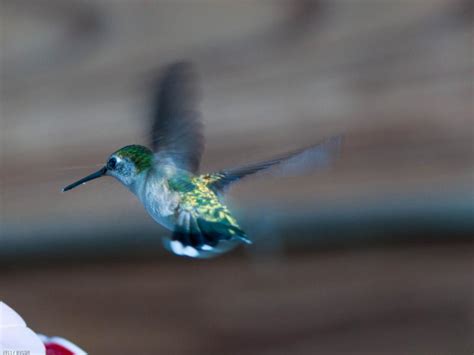 Hummingbirds - PentaxForums.com