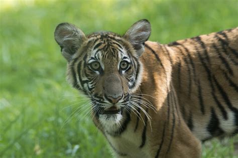 Malayan Tiger Cubs Debut at Bronx Zoo - ZooBorns