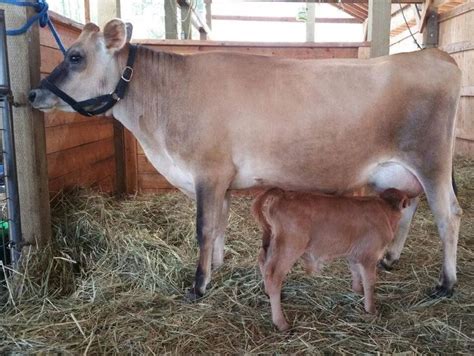 Purebred Mini Jersey cow NW Willow at North Woods Homestead in Idaho ...