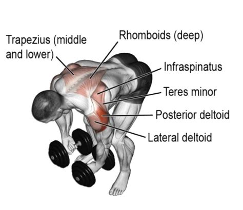 Bent Over Rear Delt Fly: How To Do and Muscles Worked