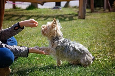 Yorkie Training Tips: Mastering Basic Commands and Beyond - Yorkie Passion