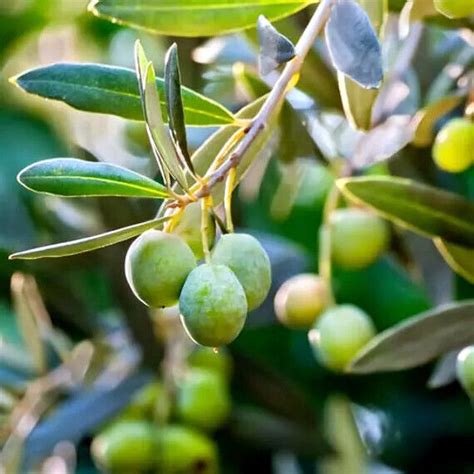 10 CANINO OLIVE TREE SEEDS (Olea europaea) European Common Edible Fruit ...