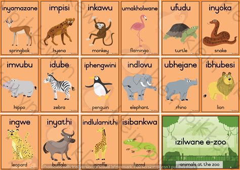 ISIZULU - ENG = IZILWANE E-ZOO / ZOO ANIMALS - Teacha!