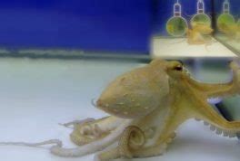 Wolfi Octopus - Revealing its Amazing Life - Octolab TV