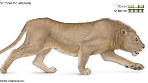 Lion - Reproduction and life cycle | Britannica