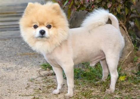 Pomeranian Haircuts and the Pomeranian Lion Cut