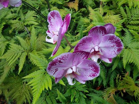 Orchids from the Hawaiian Tropical Botanical Gardens Big Island, Botanical Gardens, Orchids ...