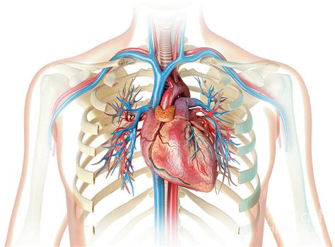 Human Heart And Chest Photograph by Leonello Calvetti/science Photo Library - Fine Art America