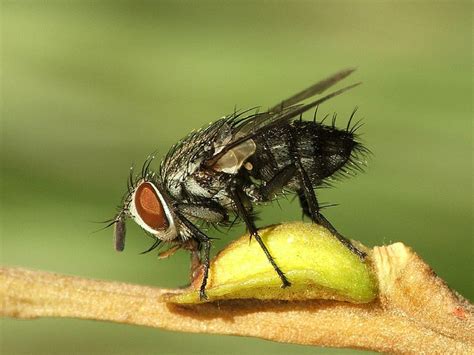 Variety of Life: Tachinidae