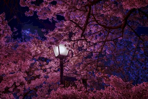 The Meaning Behind the Japanese Cherry Blossom That You Didn’t Know ...