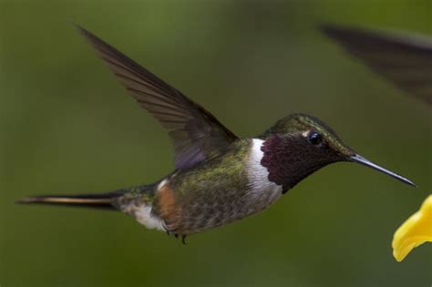 Hummingbirds of Costa Rica - CBS News