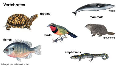 Vertebrate | Definition, Characteristics, Examples, Classification ...