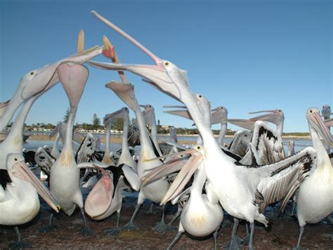 Pelican Feeding | NSW Holidays & Accommodation, Things to Do ...