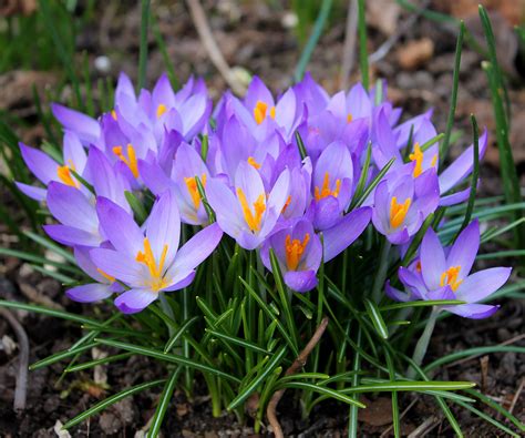 Collection 98+ Pictures Images Of Crocus Flowers Latest