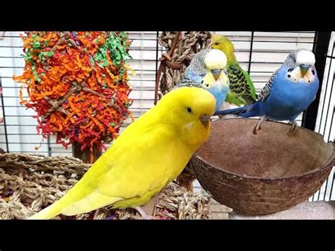 relaxing budgie sounds - YouTube