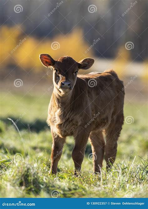 A Red Angus calf stock image. Image of steer, black - 130922357