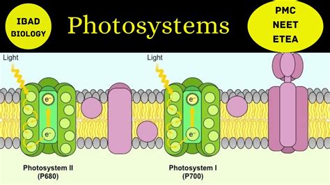 Photosystem I and Photosystem II | Photosynthesis | Ibad Biology - YouTube