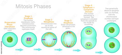 Stages of Mitosis phases. Cell division diagram. Anaphase, telophase ...