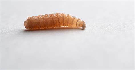 Maggot Lifespan: How Long Do Maggots Live? - IMP WORLD