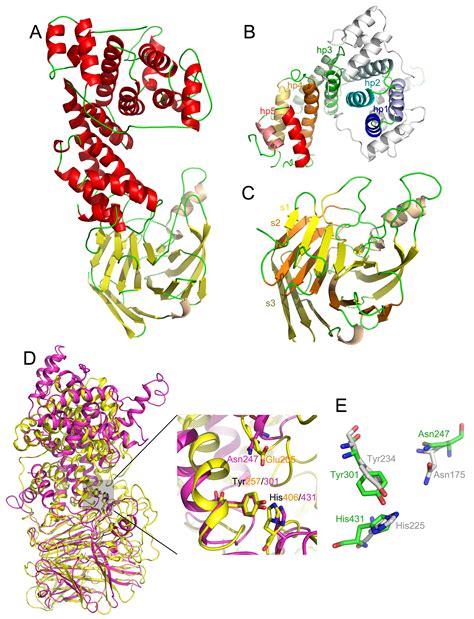 Synthesis and degradation of glycosaminoglycans - Cygler Lab | University of Saskatchewan