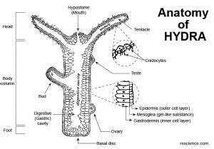 Hydra – Biology, Classification, Characteristics, and Reproduction