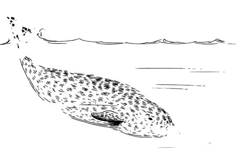SVG > mammal aquatic arctic animal - Free SVG Image & Icon. | SVG Silh