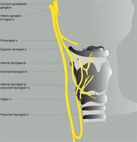 Laryngeal Nerve Anatomy