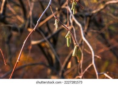 3,152 Ornamental Hazel Images, Stock Photos & Vectors | Shutterstock