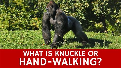 What is Knuckle-Walking? Quick Facts to Teach Students about Gorillas - YouTube