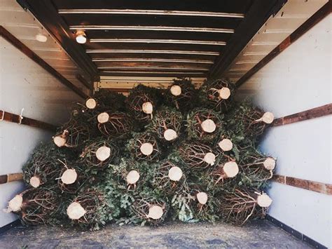 No car, no worries: More Christmas trees being delivered this year ...