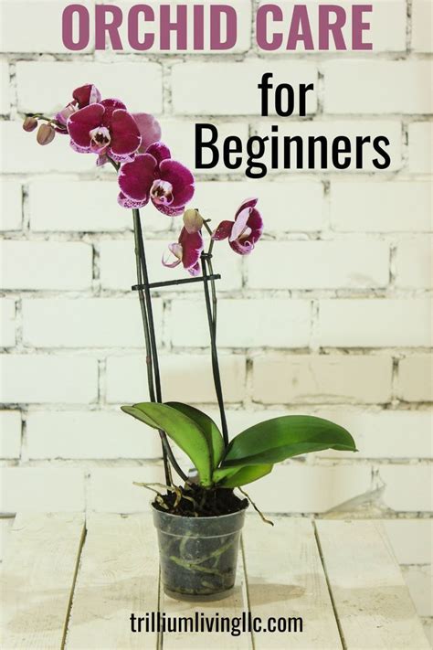 Orchid Care Tips: Growing Phalaenopsis Orchids - Trillium Living | Orchid plant care, Orchid ...