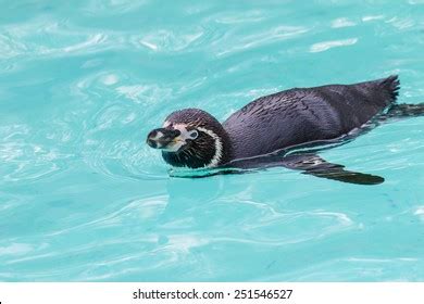 Baby Green Turtle Swimming Water Stock Photo 429339643 | Shutterstock