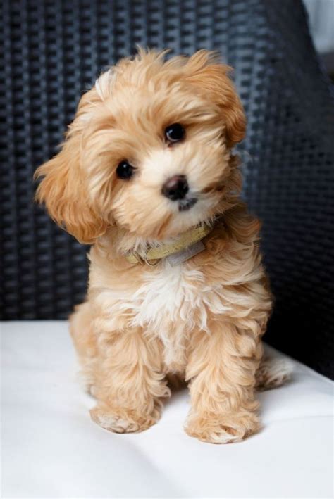 Maltipoo Breed Information, Health, Care and Grooming tips. | Maltipoo dog, Maltipoo, Cutest ...