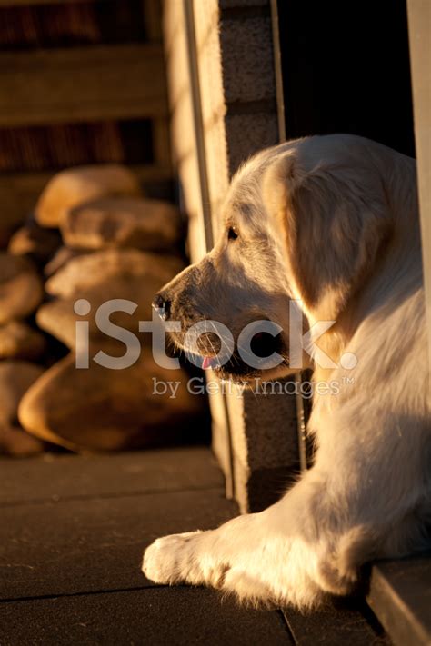 Golden Retriever In Sunset Stock Photo | Royalty-Free | FreeImages