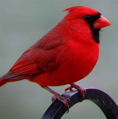 Northern Cardinal (male) | Cardinal birds, Beautiful birds, Pet birds