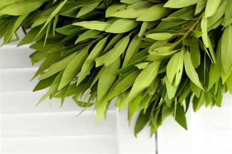 Fresh Bay Leaf Wreath for Front Door, Church Door, Home Decor | Free ...