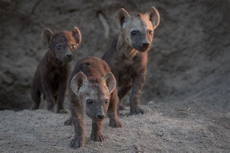 Baby hyena cubs nervously walk out of their den site. | Baby animals funny, Baby animals ...