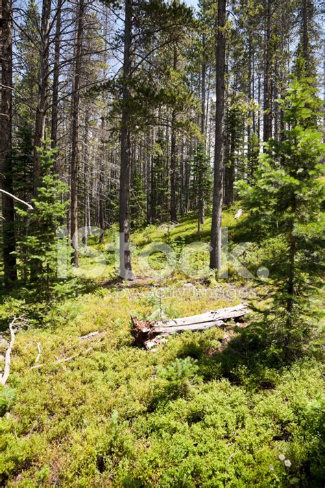 Green Forest In Rocky Mountains Stock Photo | Royalty-Free | FreeImages