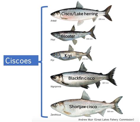 Cisco Fish Identification