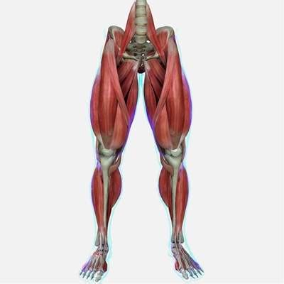 Female Muscle Anatomy 3D Model